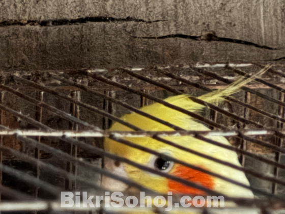 কোকাটেল ও বাজিগার পাখি